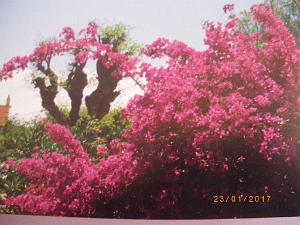 algerie (3)